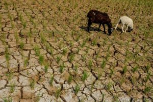 Beberapa Wilayah Indonesia Terancam Kekeringan Tingkat Tinggi, Dua Daerah Ada di Jabar