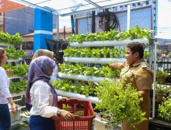 Mengintip Kisah BRInita di Jayapura, Sukses Urban Farming di Lahan Sempit