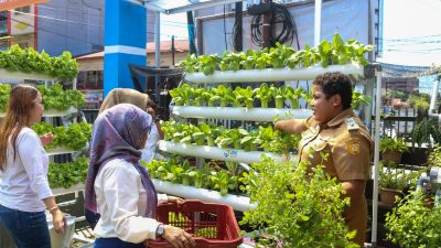 Mengintip Kisah BRInita di Jayapura, Sukses Urban Farming di Lahan Sempit