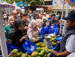 Diberdayakan BRI, Petani Mangga Bondowoso Mampu Perluas Lahan dan Tingkatkan Taraf Hidup